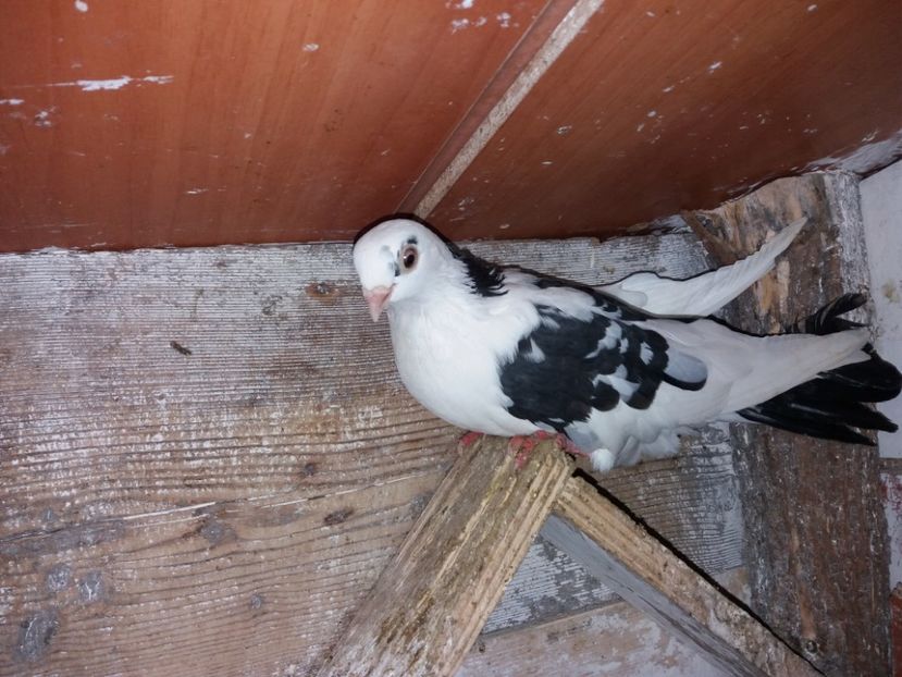 femelă  2020 - Plecați ALBUM 3