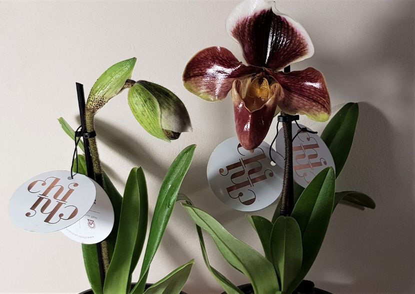 No ID Kaufland - Paphiopedilum