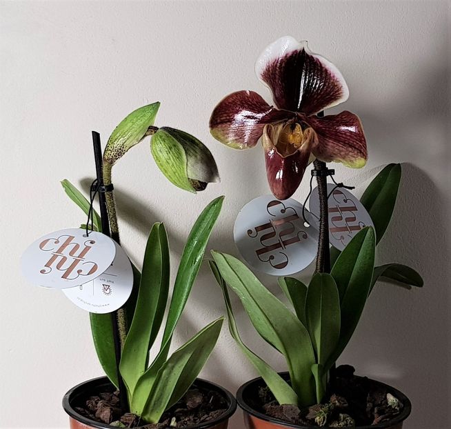  - Paphiopedilum