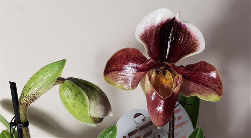  - Paphiopedilum