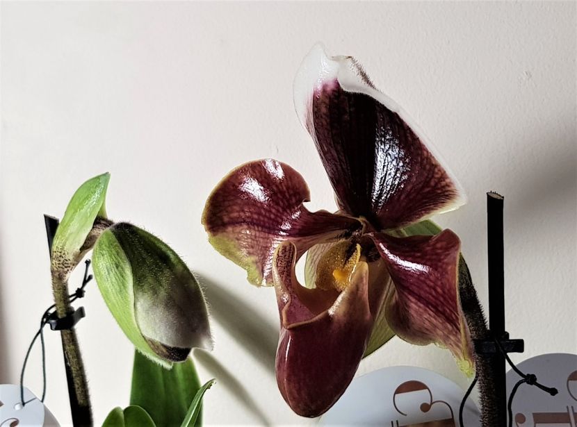  - Paphiopedilum
