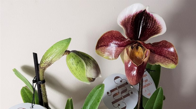  - Paphiopedilum