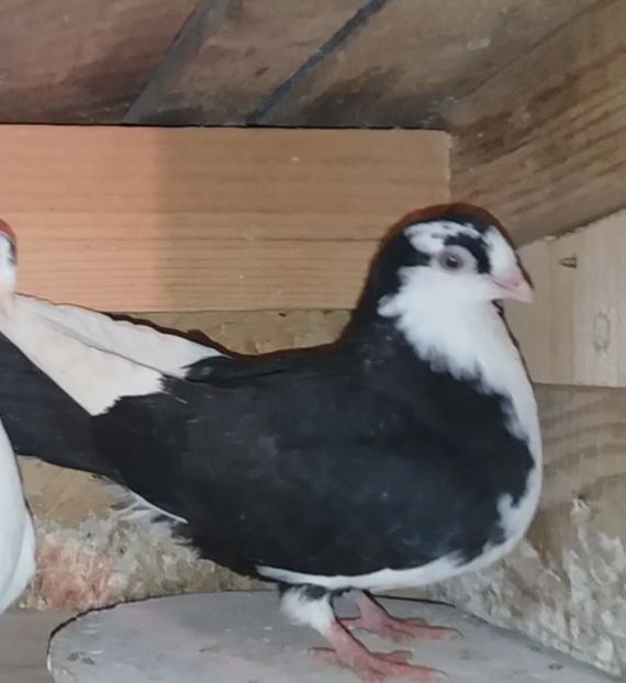 femelă  2020 - Plecați ALBUM 3