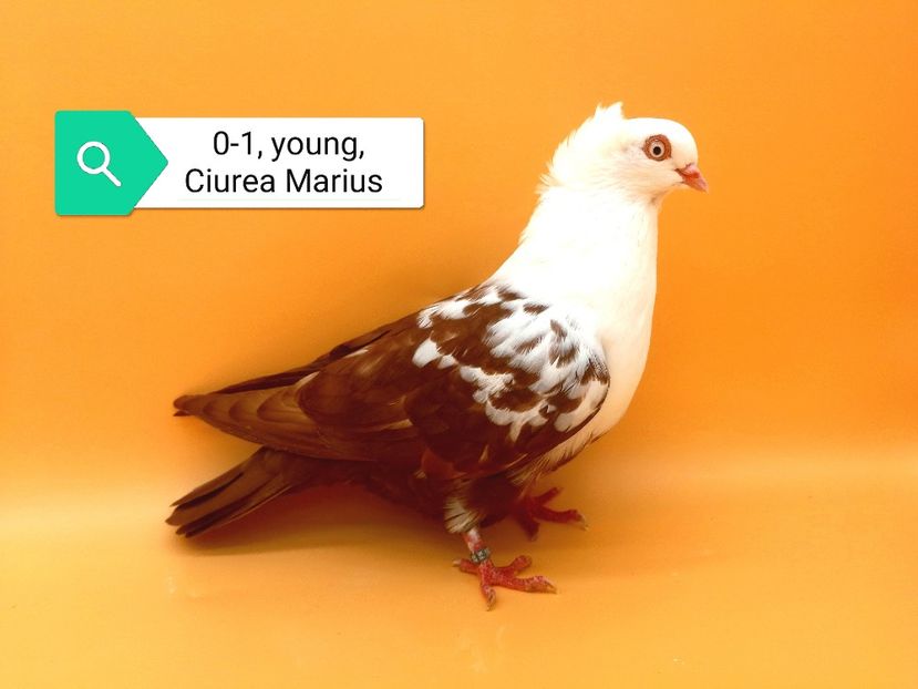  - Femele pestrițe pe roșu