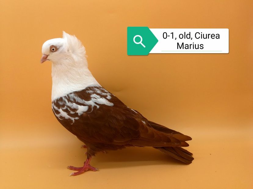  - Femele pestrițe pe roșu