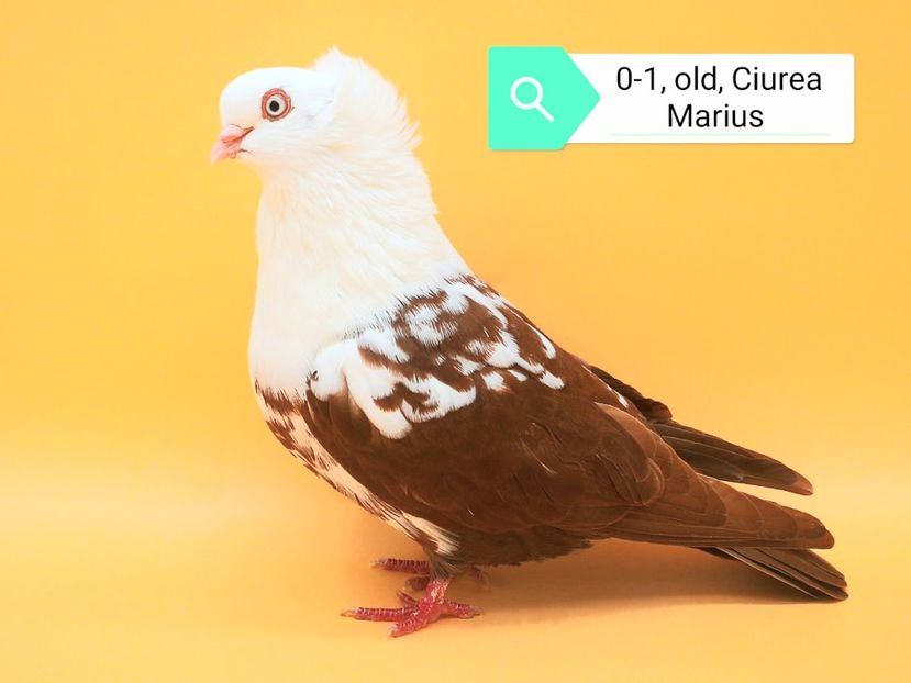 IMG-20201123-WA0019 - Femele pestrițe pe roșu