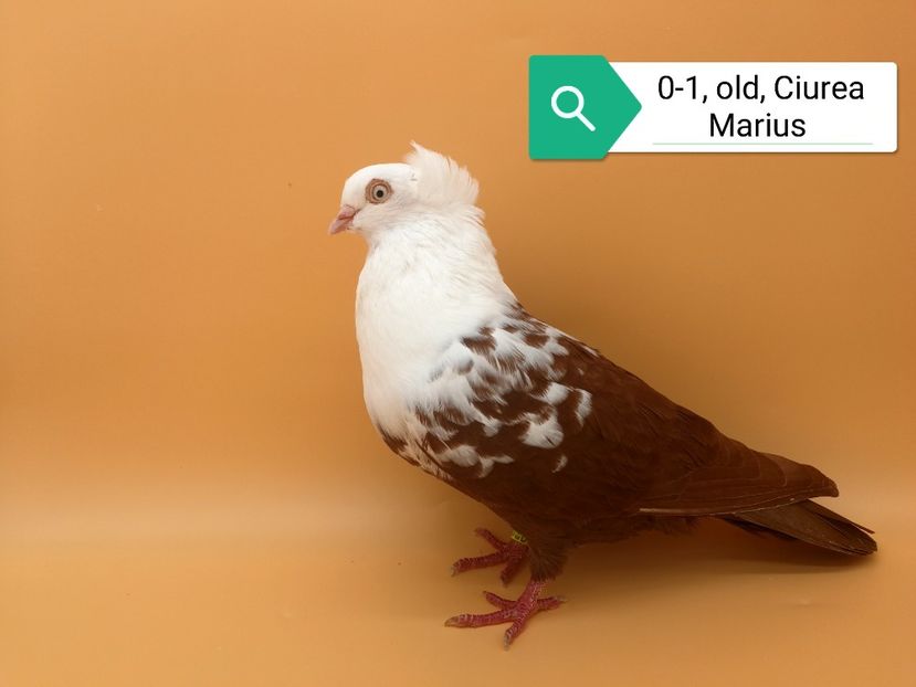  - Femele pestrițe pe roșu