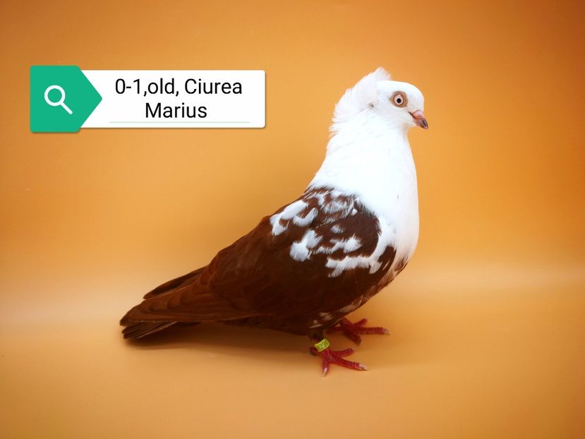  - Femele pestrițe pe roșu