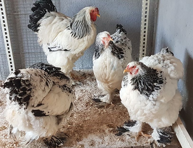  - Brahma Herminat Deschis 2021