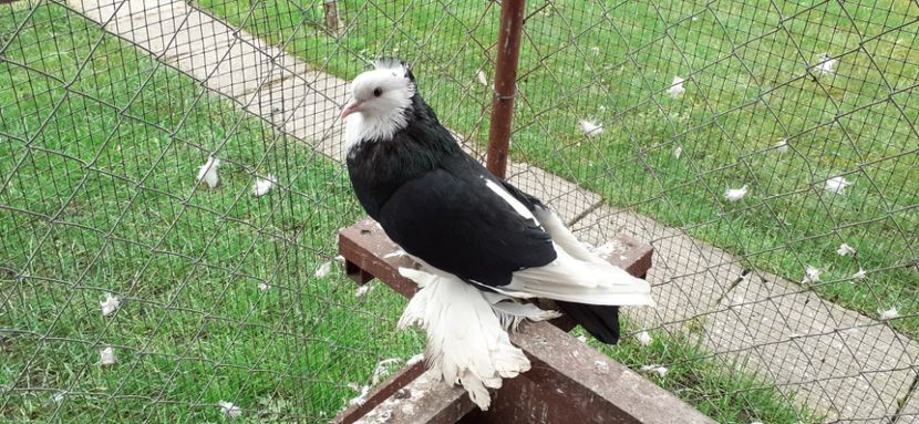 Femela 12 - TAPALAGOSI - 2021