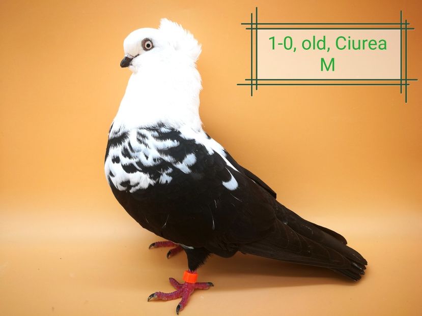  - Masculi pestriti pe negru