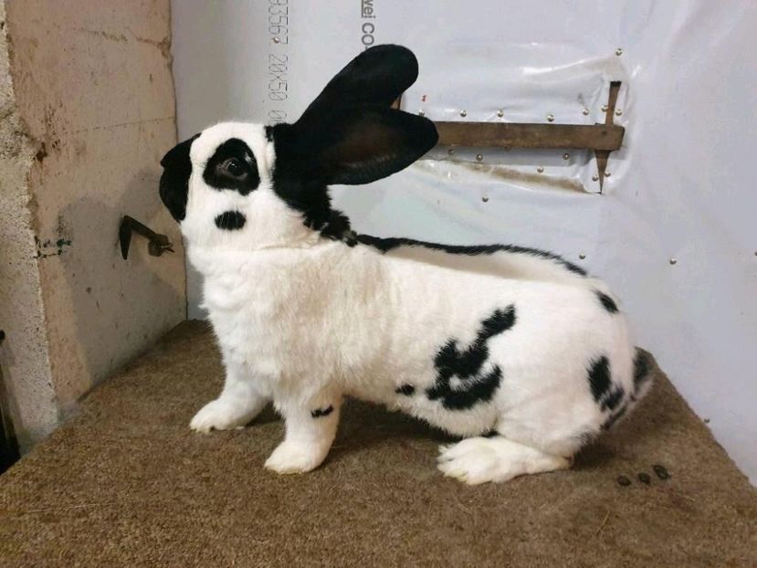 Pestrit german - import Germania - 1 - DE VANZARE