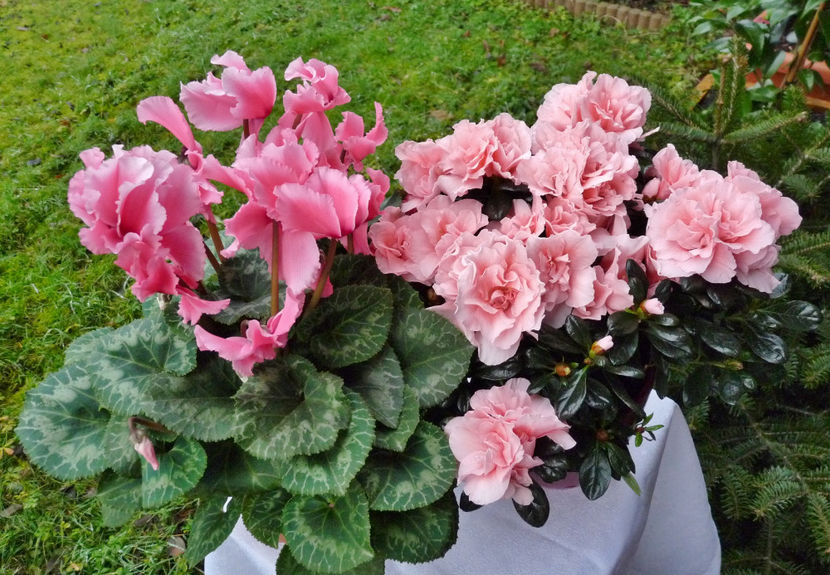  - Azalee si Rhododendroni