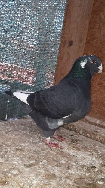 Masc 2015 - Porumbei vanduti