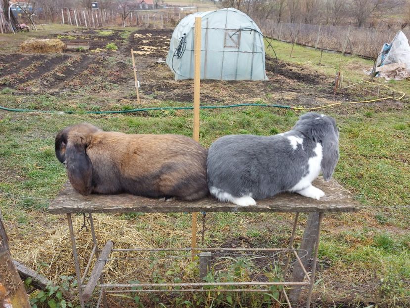  - 1 Berbec German 2020