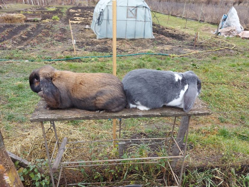  - 1 Berbec German 2020