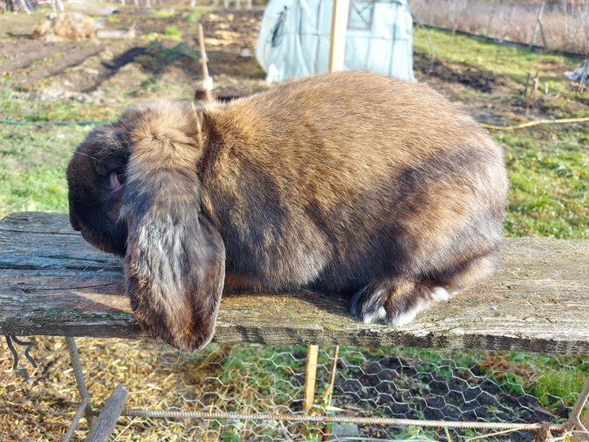  - 1 Berbec German 2020