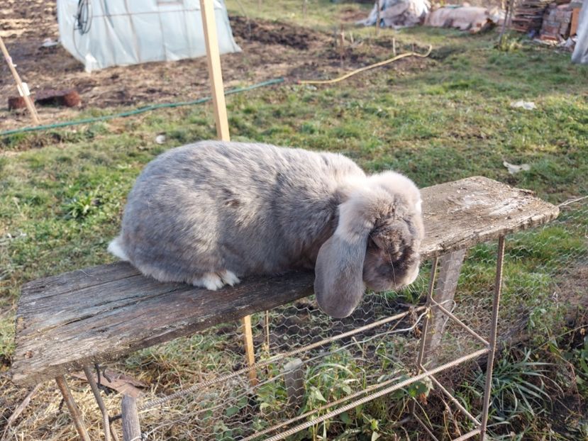  - 1 Berbec German 2020