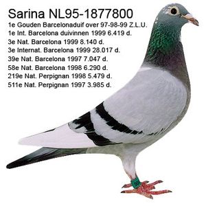 De-Sarina - KEVIN - Boogaard van Buuren nepot din EVELYN locul 1 internațional BARCELONA 2011