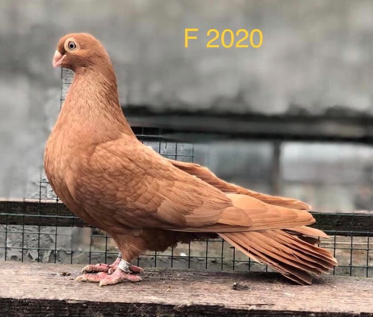 35C61053-736C-429C-A9E1-CAEC2FF92AB3 - Poze noi