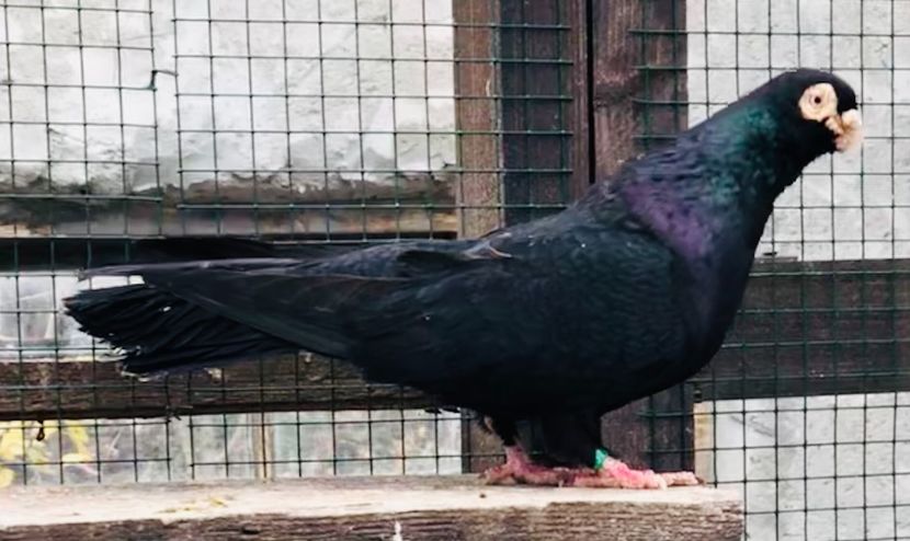 6029E26C-9733-415C-84AA-F1C49CBDB716 - Poze noi