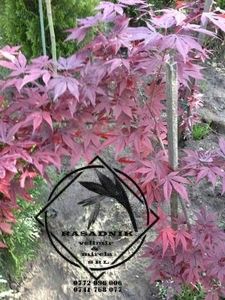 Acer palmatum ATROPURPUREUM - ACER palmatum ATROPURPUREUM