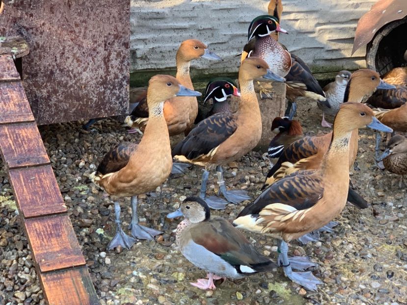 BDD13614-2BCD-40BE-949F-B76244FFC94C - Rate si Gaste