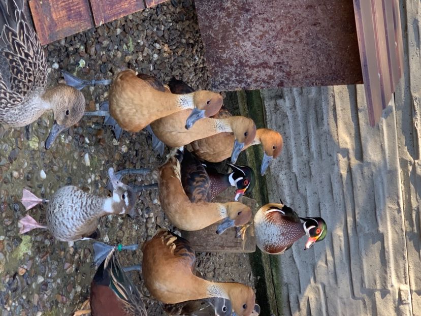 30ACBC66-38AC-4B36-9162-41DB606C8113 - Rate si Gaste