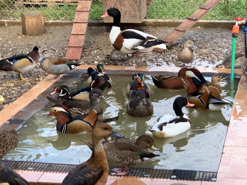 2623C2DA-2512-467A-8B5E-22DE7CE9F622 - Rate si Gaste