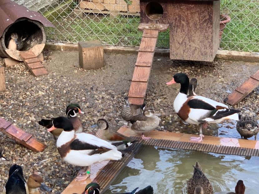 1EF64903-6C91-4EF0-B7DC-9CA62767E4AE - Rate si Gaste