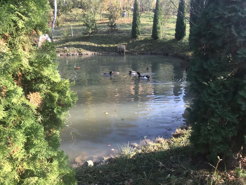 C32956E9-9EF0-4685-9DB3-A0E3260D899A - Rate si Gaste