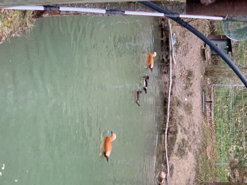 DC221498-5B56-4B4E-BE33-282E3874DDBE - Rate si Gaste