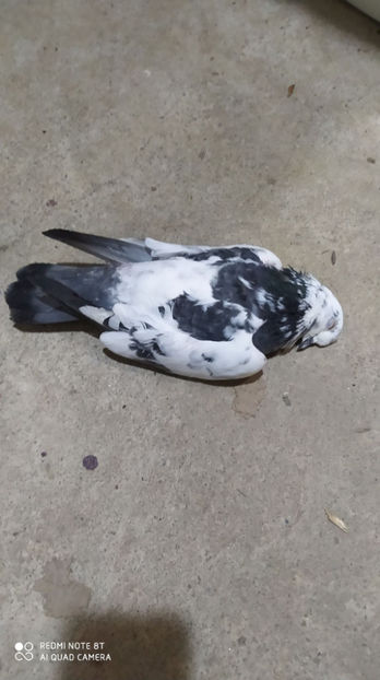  - Gutana Cucă dela Bucuresti