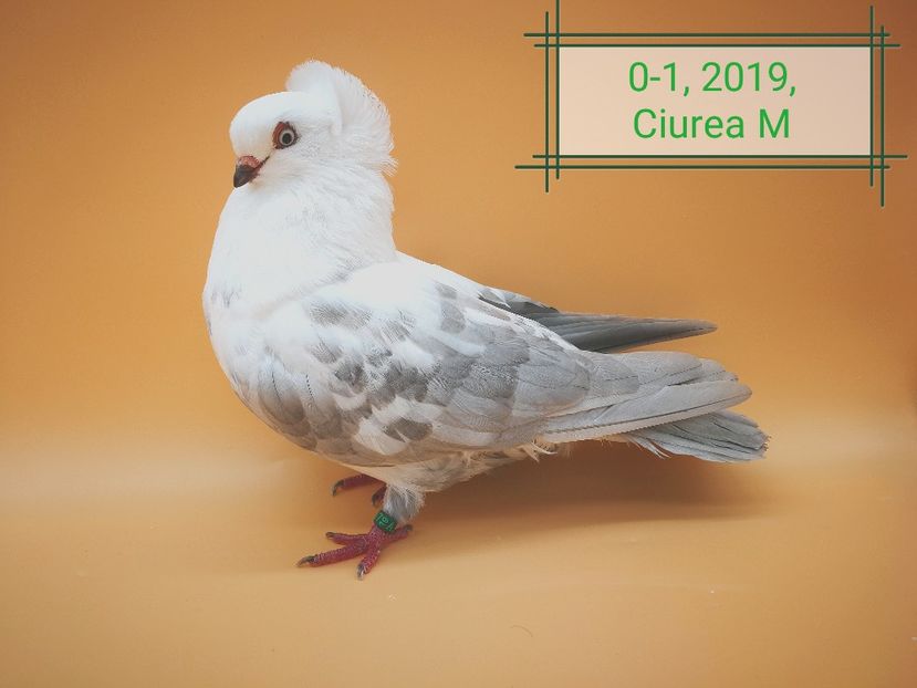  - Femele pestrițe pe argintiu