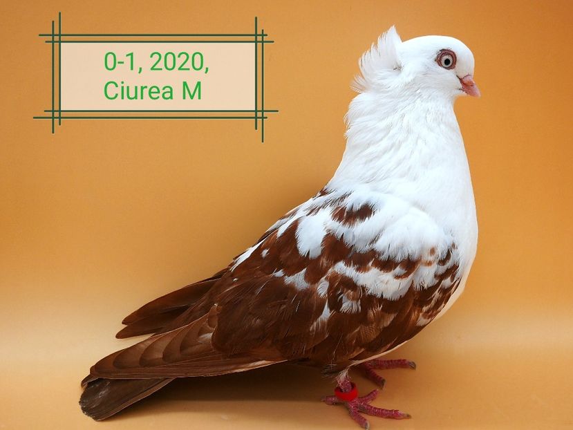  - Femele pestrițe pe roșu