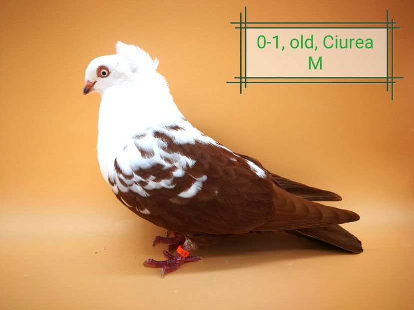  - Femele pestrițe pe roșu