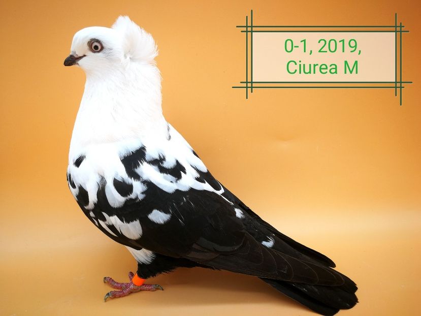  - Femele pestrițe pe negru