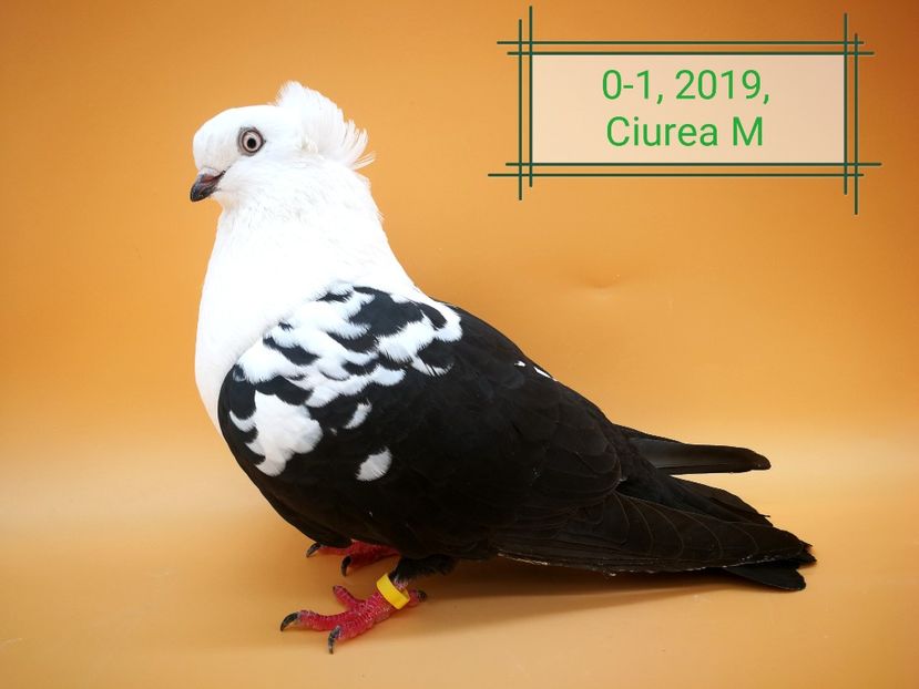  - Femele pestrițe pe negru