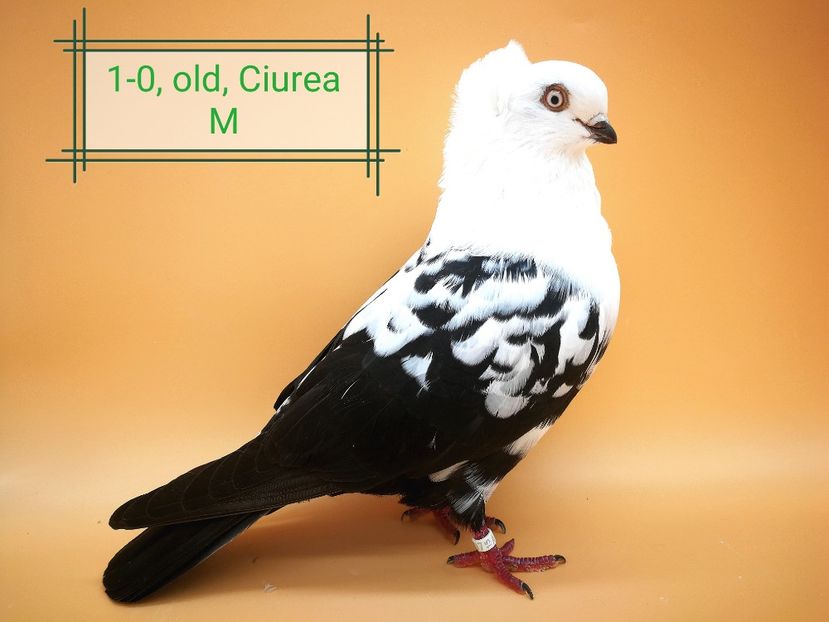  - Masculi pestriti pe negru