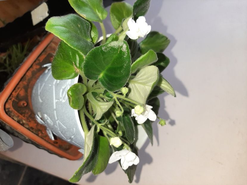  - Florile mele decembrie 2020