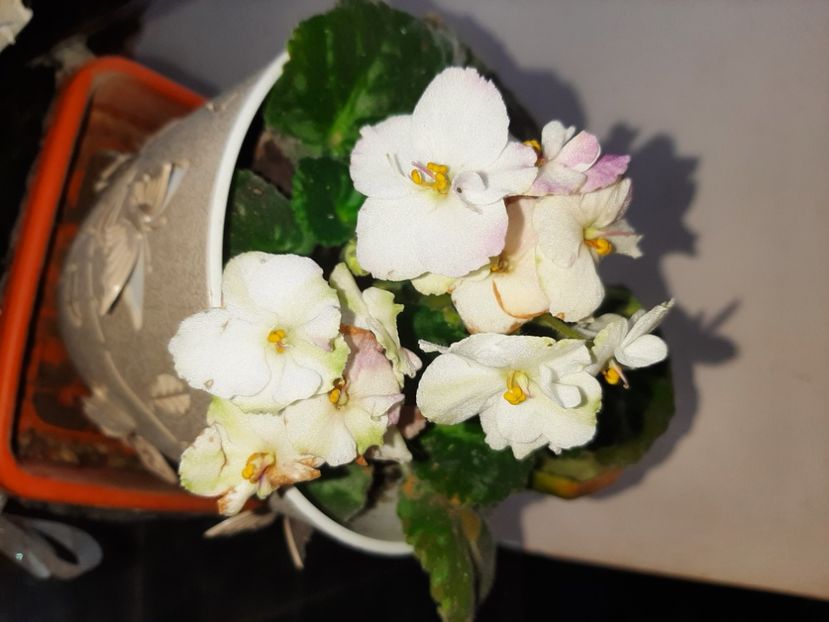  - Florile mele decembrie 2020