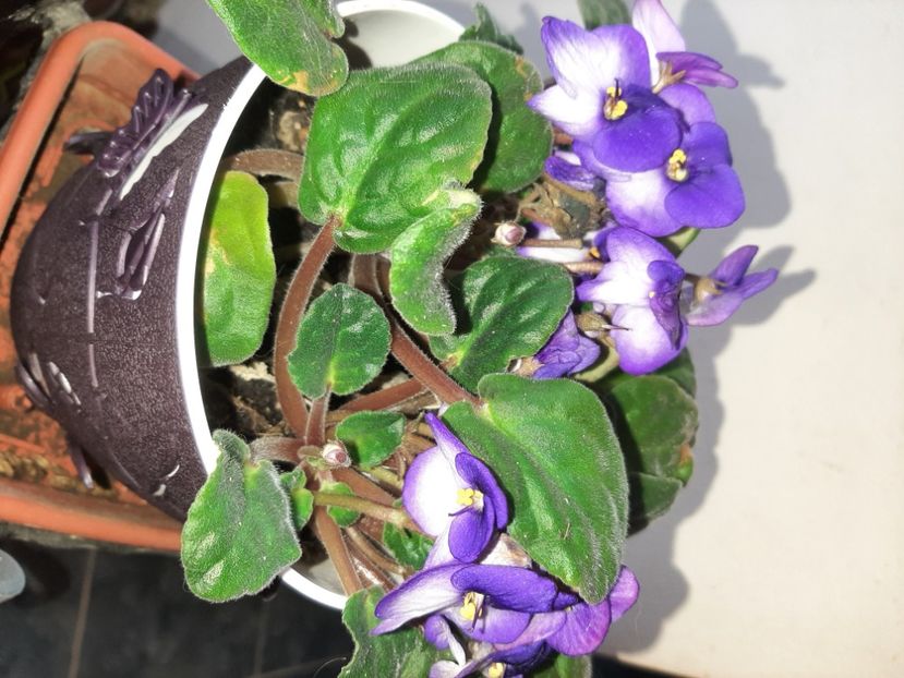  - Florile mele decembrie 2020