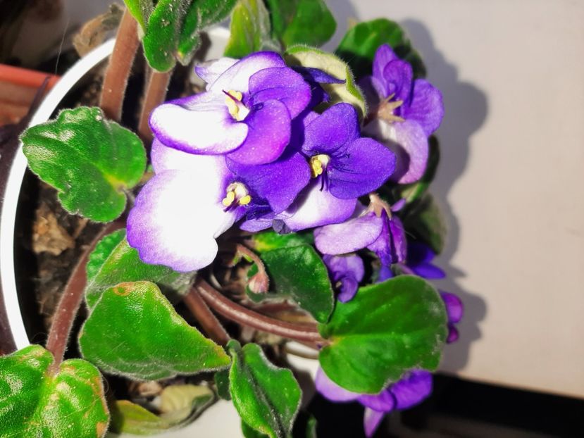  - Florile mele decembrie 2020