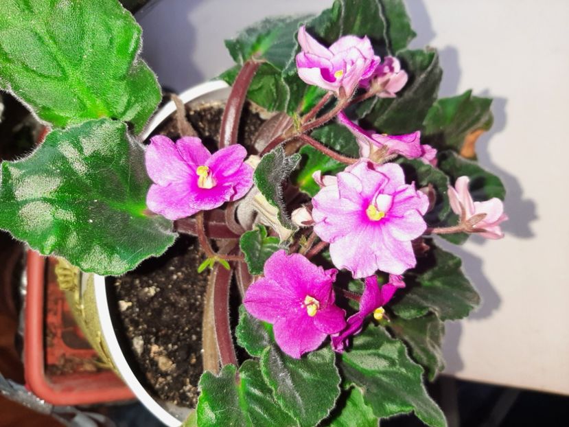  - Florile mele decembrie 2020