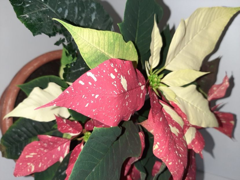  - Florile mele decembrie 2020