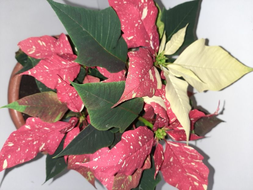  - Florile mele decembrie 2020