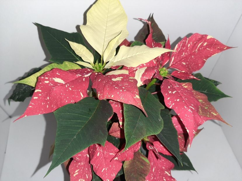  - Florile mele decembrie 2020