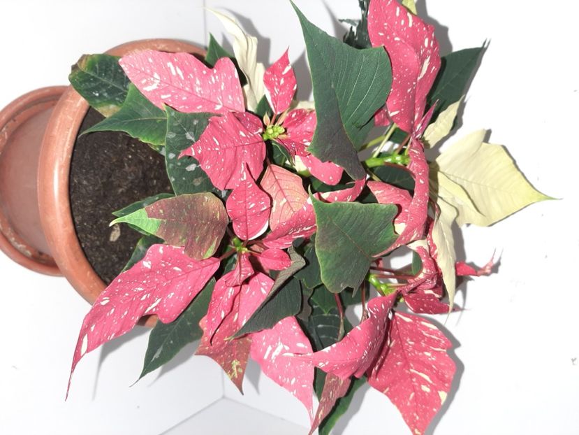  - Florile mele decembrie 2020