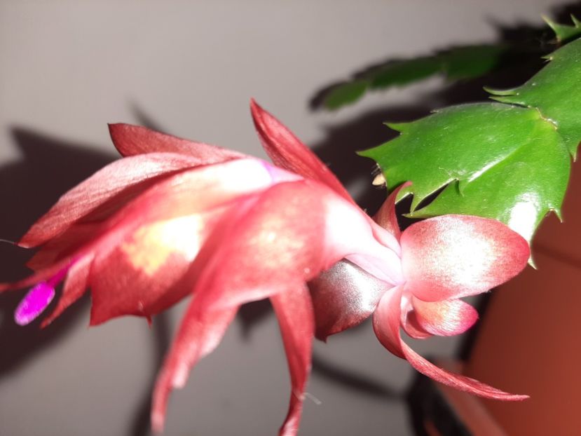  - Florile mele decembrie 2020