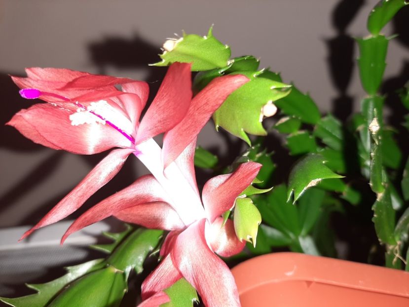  - Florile mele decembrie 2020